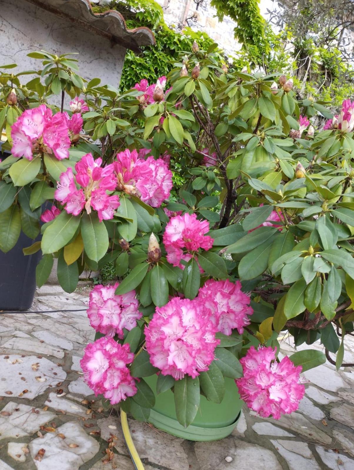 אובנה Gite 2 "Le Tilia " Aux Magnolias 3 Etoiles מראה חיצוני תמונה